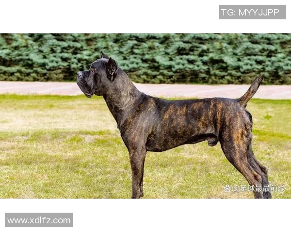 传奇足球明星猎犬的辉煌历程与不屈精神揭秘